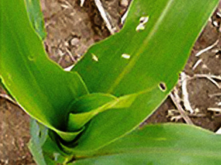 DEKALB - Enfermedades del maíz