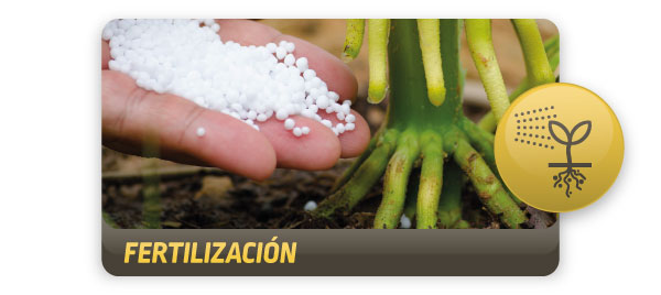 DEKALB - Buenas prácticas agrícolas