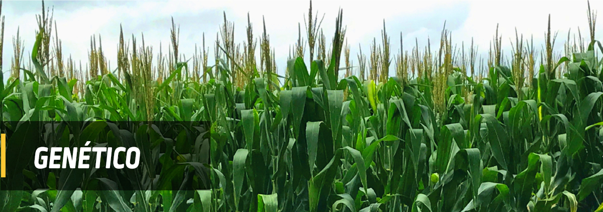 DEKALB - Cultivo de Maíz