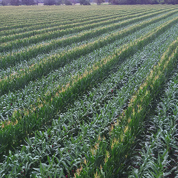 DEKALB - Cultivo de Maíz