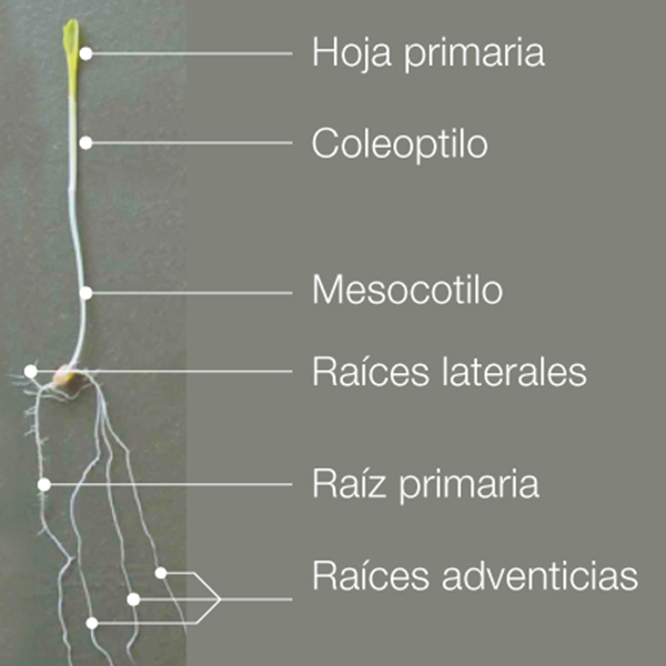 DEKALB - Buenas prácticas agrícolas