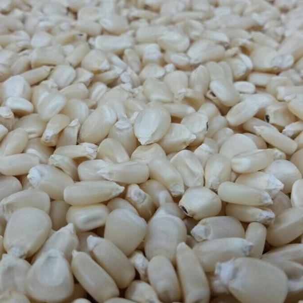 DEKALB - Semilla de maíz