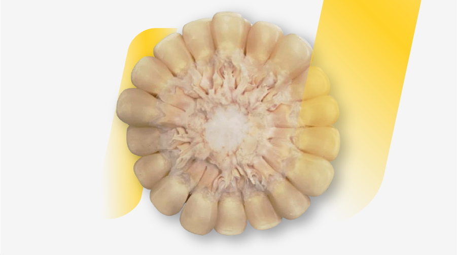 DEKALB - Semilla de maíz