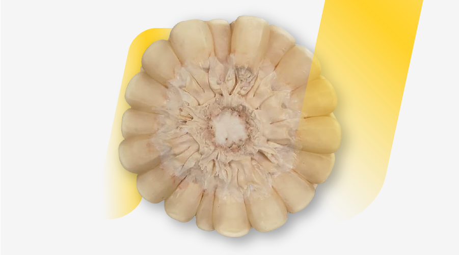 DEKALB - Semilla de maíz