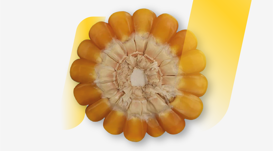 DEKALB - Semilla de maíz