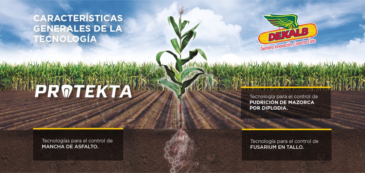 DEKALB - Protekta